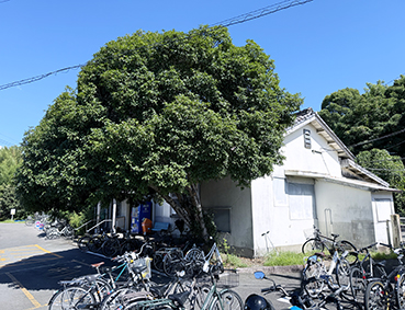 �a�̎R�� �D�ˉw