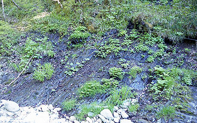 ���c�X�w�@�V�색�C��