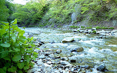 ���c�X�w�@�V�색�C��