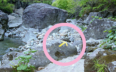 ���c�X�w�@�V�색�C��