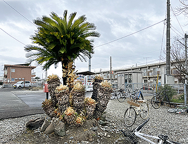 ����� ���g�����w