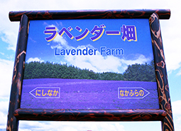 ���x���_�[���w